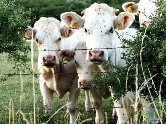 『行業(yè)新聞』俄羅斯牛肉大量出口中國(guó)，3個(gè)月出口猛增26倍！牛價(jià)還不降？